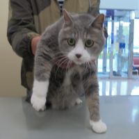 レオくん