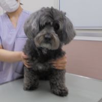 はるちゃん