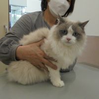 ラテちゃん