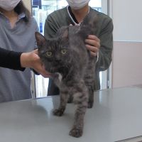 くろちゃん