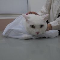 レオくん