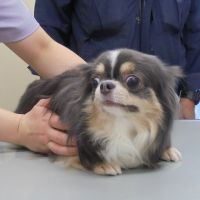 きなこちゃん