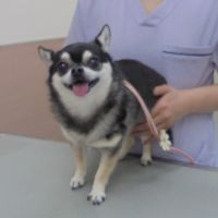 キラちゃん
