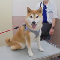 こてつくん