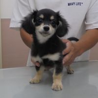 グラくん