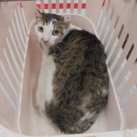 シルビアちゃん
