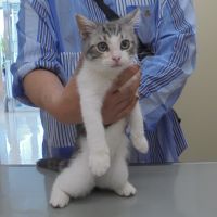 ニャンチャンくん