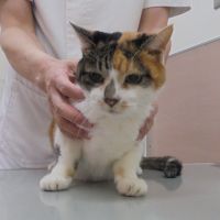 キーちゃん