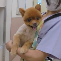 フェアリーちゃん