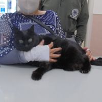 ラブちゃん