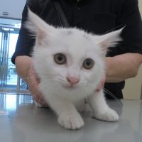 仔猫ちゃん