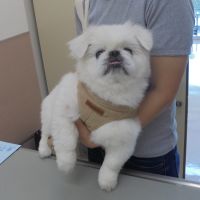 ぷうくん