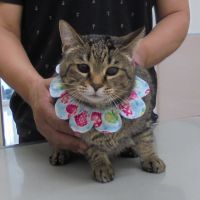 風ちゃん