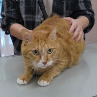 ケンシロウくん