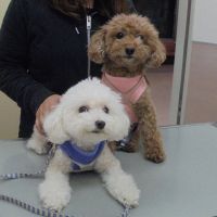 ごはんちゃん・こむぎちゃん