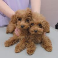 太陽くん・チェリーちゃん