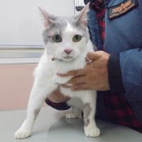 ルシファー・フウマコタロウ・コタヌキ・コタちゃん