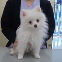 マシュマロちゃん