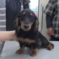 クッキーちゃん