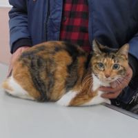 フローレンス・みーまん・みぃみ・みーちゃん