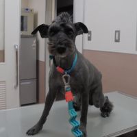 セバスチャンくん