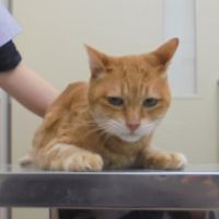 ミッフィーくん