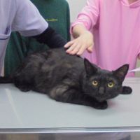 ねねくん