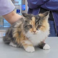 うにちゃん