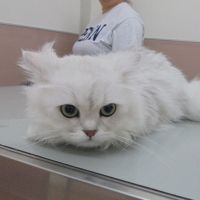 リンくん