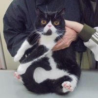 むちゃこちゃん