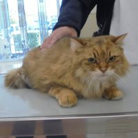 もっぷちゃん