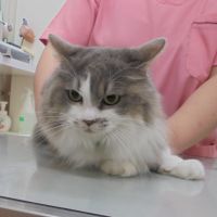 しらすちゃん