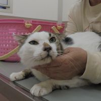 ブチくん