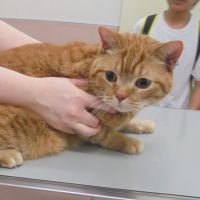 とんきちくん