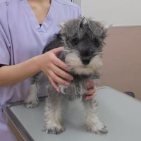 ホップちゃん