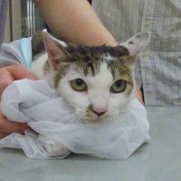 シルビアちゃん