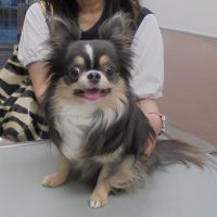 きなこちゃん