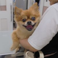 ぽんずくん