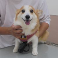 ベルちゃん