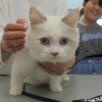 ラテちゃん