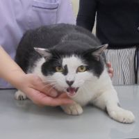 マロくん