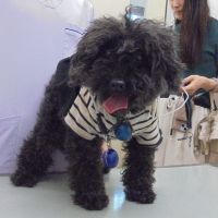ショコラちゃん