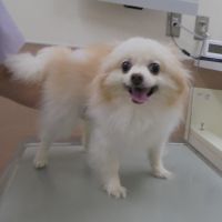あまねちゃん