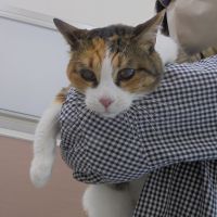 チィちゃん