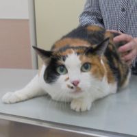 ミケちゃん