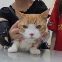 こらとちゃん