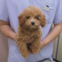 ももちゃん