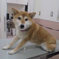 おぼろちゃん