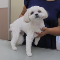 アモラちゃん