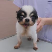 ぴょん吉くん